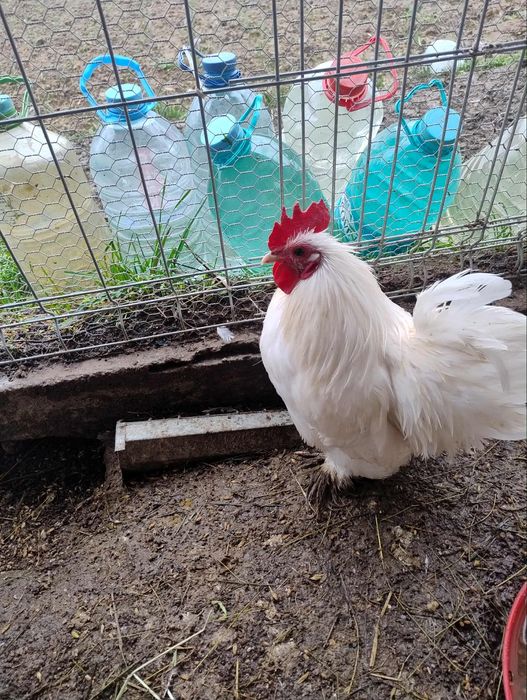 Vând cocoși cochinchina pitic