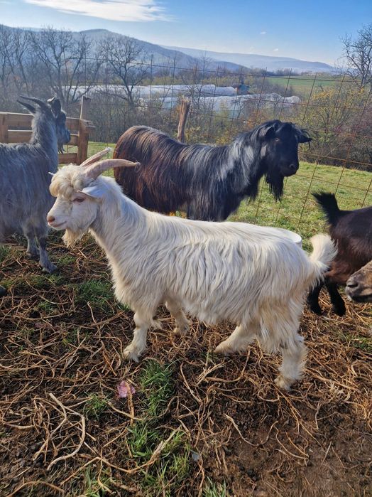 Vând sau schimb 2 iezi din primăvara