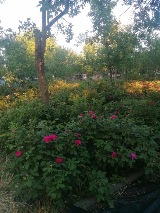 Vând butasi de trandafiri dulceață