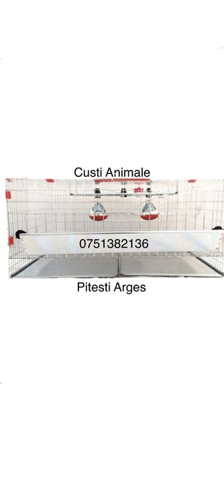 Maternitate PUI gaina