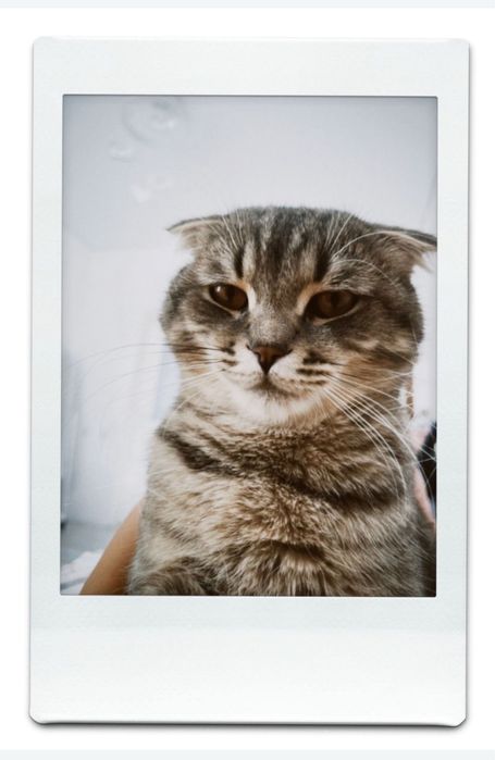 Кот шотландская вислауха