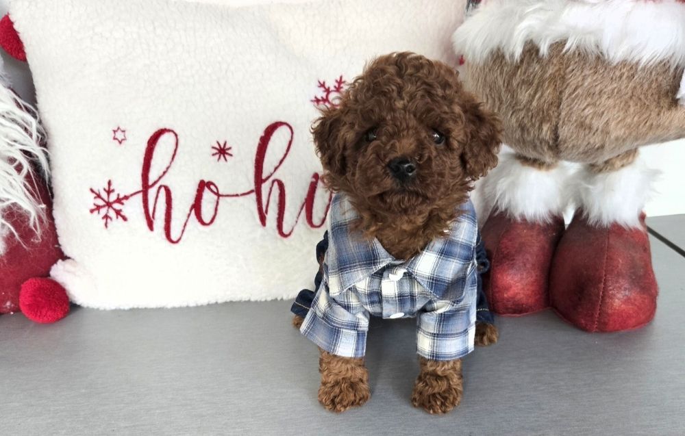 Пудел той Poodle toy / пудел тийкъп с родословие