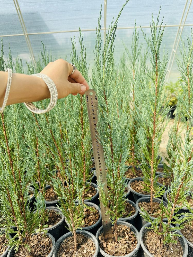 Juniperus Skoyrocket