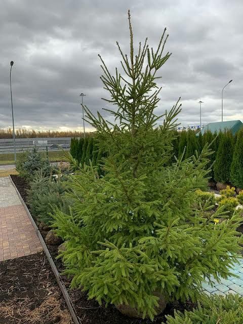 Живые елки к новому году, купить в Алматы