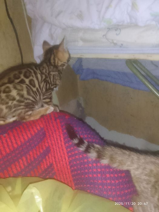 Последние предложение, не упустите !!!