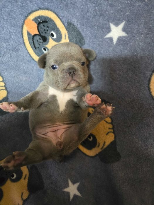 Bulldog Francez Blue