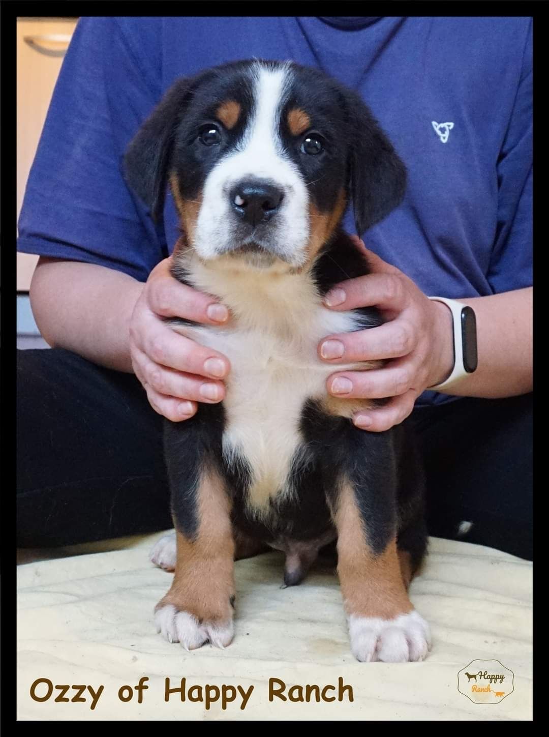 Vand Pui Greater Swiss Mountain Dog