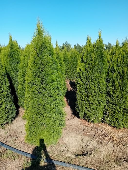 Vând tuia thuja smaragd diferite dimensiuni direct producător