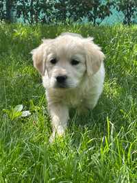 Pui Golden Retriever de rasa