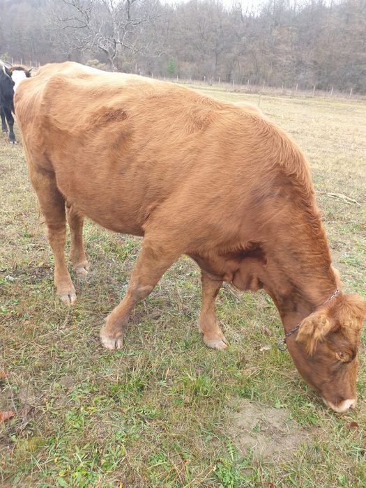 Vaca Angus, vaca la a 3a fătare și Taur