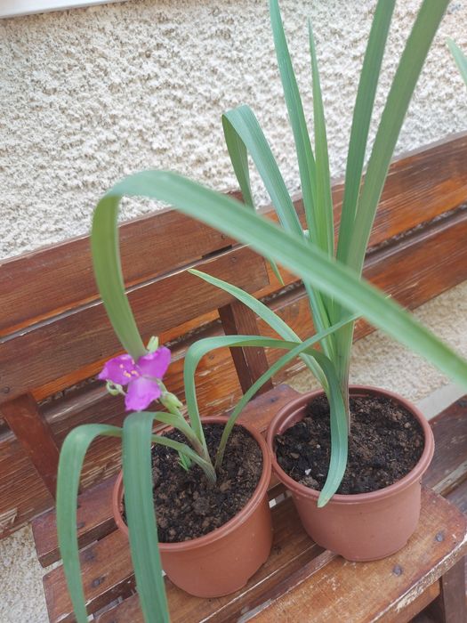 Цветя за балкона и градината. Цена от 0.50-15лв/бр