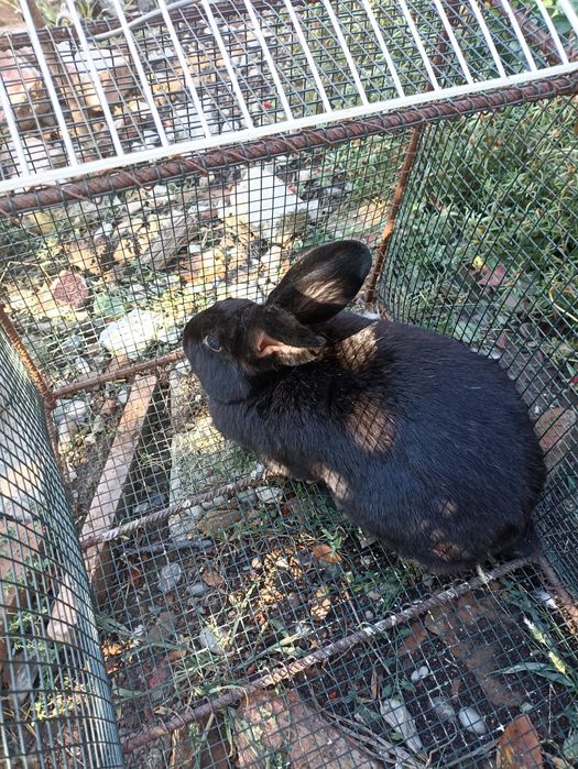 Vând Iepure de rasă