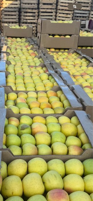 Яблоки Золотой, Американка