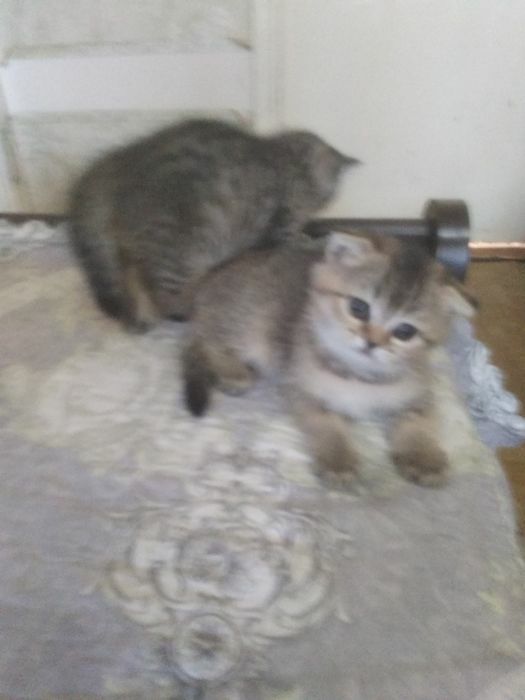 Шотландские котята.