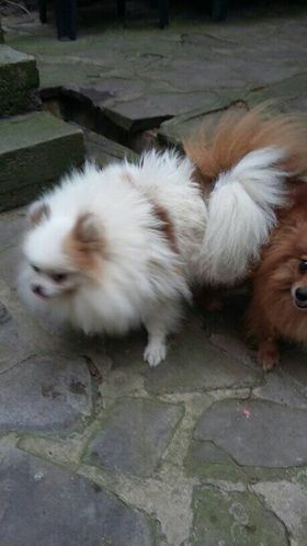 Померанче мъжко и женско и женско