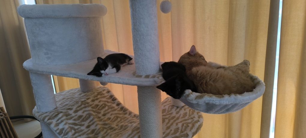 Подарявам котенца