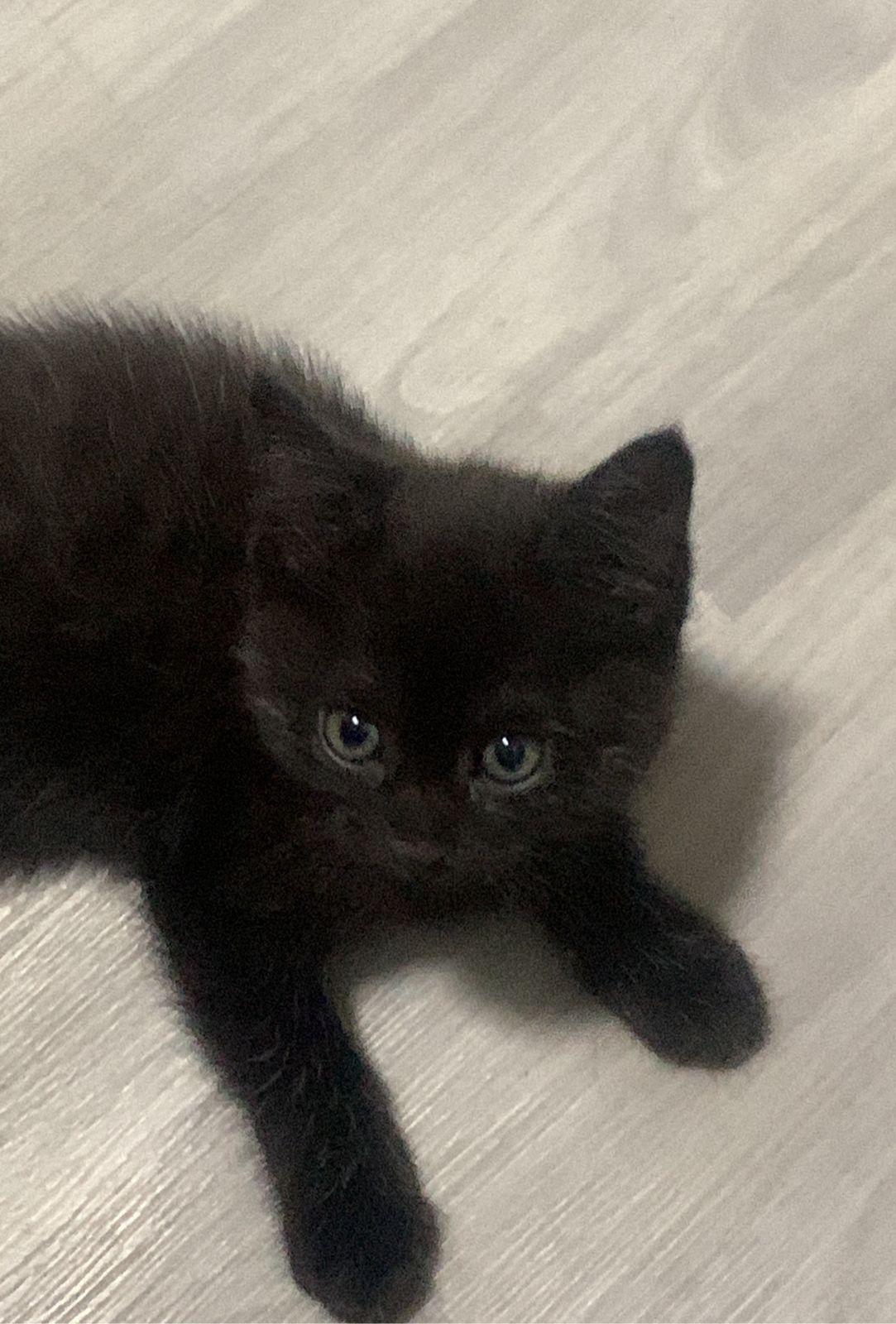 Котенок в хорошие руки