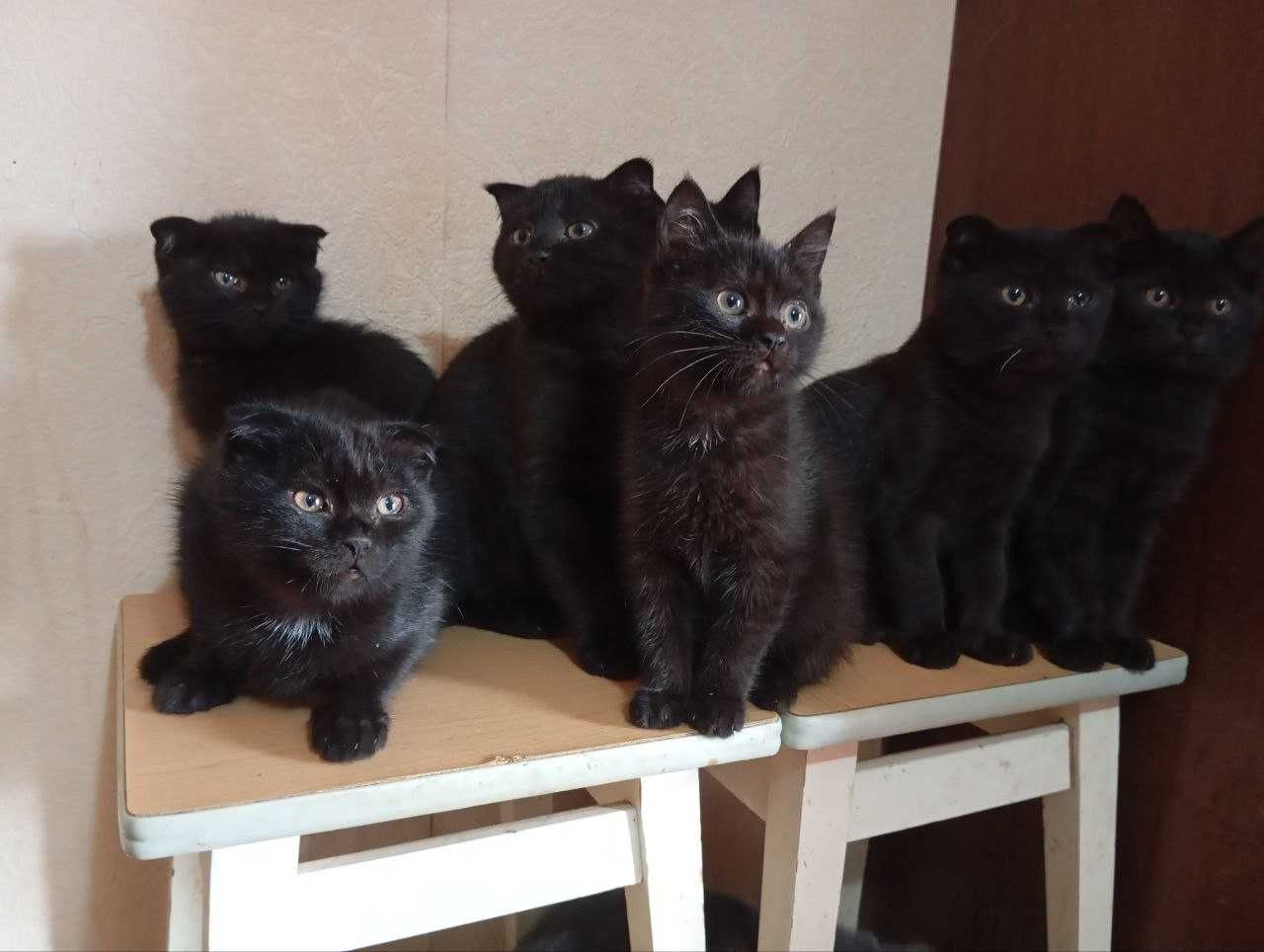 Котята в добрые руки. смотрите другие объявления автора