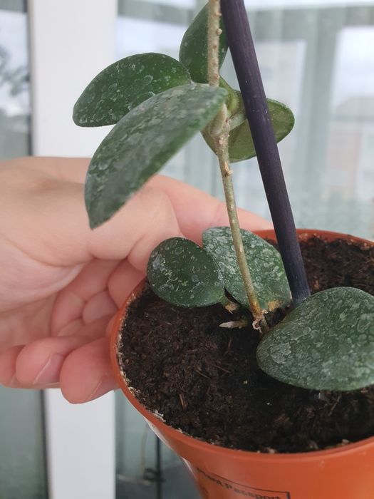 Hoya mathilde, floarea de ceara
