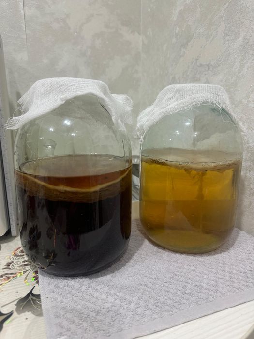 Чайный гриб полезный