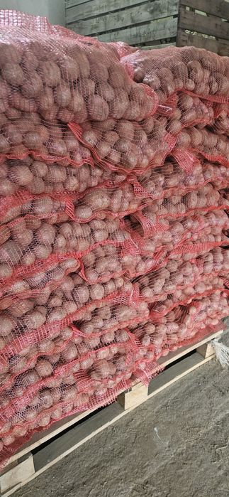 Cartofi de consum albi si roși