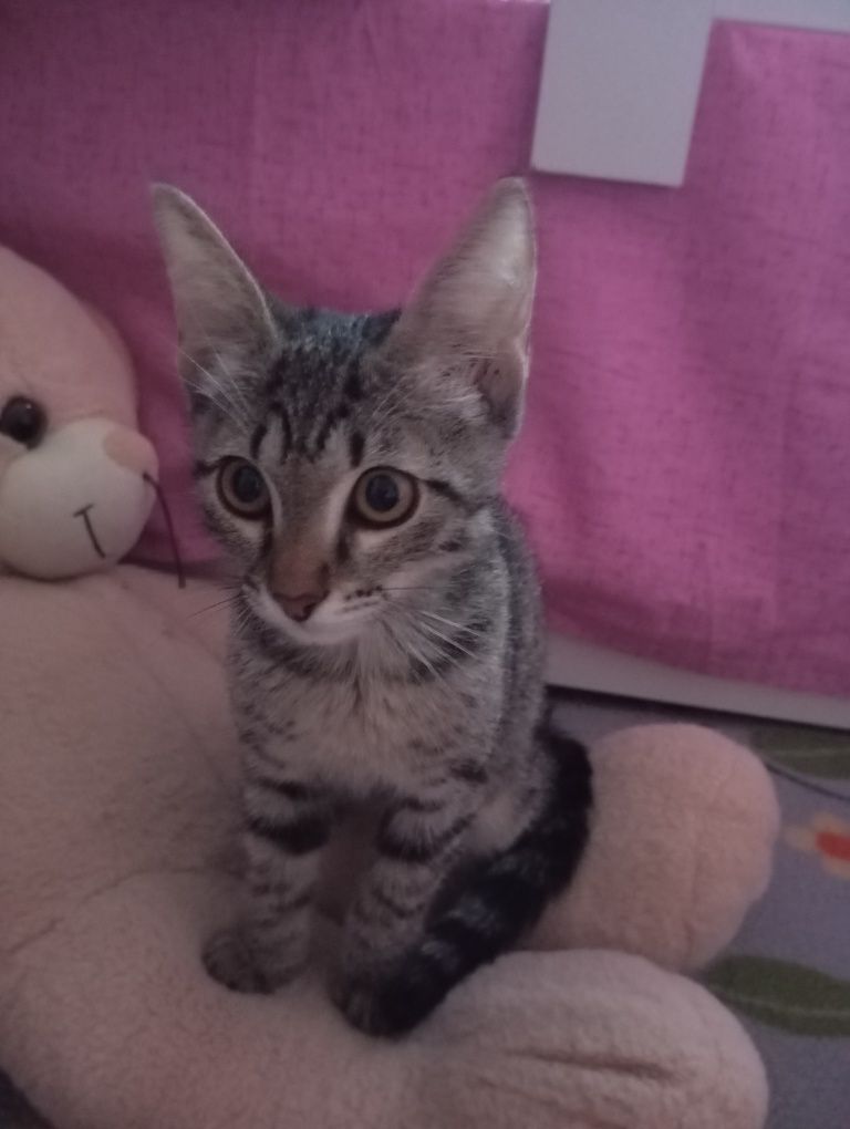 Отдам котенка девочку