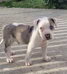 Pui American Bully