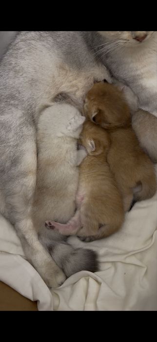 Британские серебристые шиншиллы