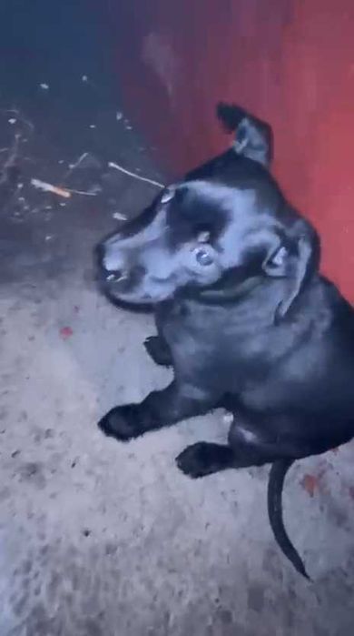 Найден щенок. Нужна передержка! Срочно!