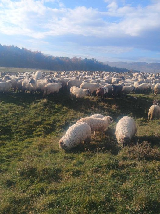 Vànd oi de sacrificat și de ținut,prețul negociabil