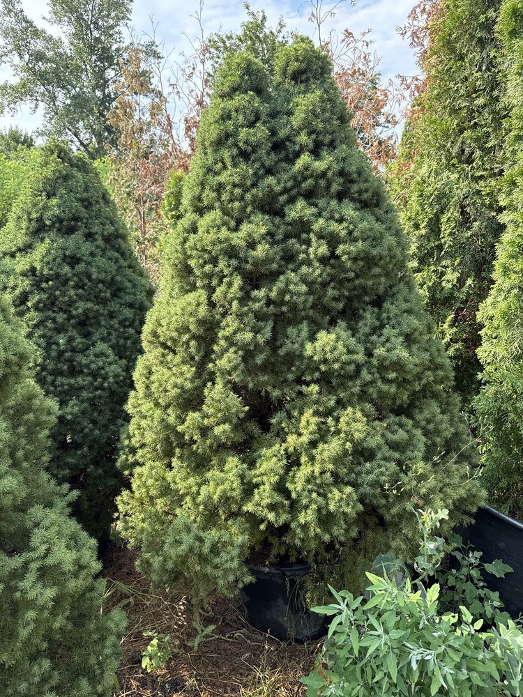 Molid pitic /picea glauca