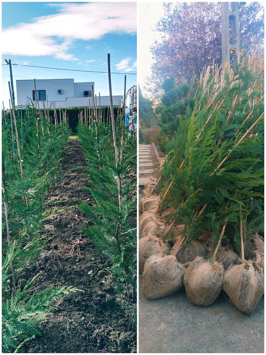 Tuia, Leilandy altoi