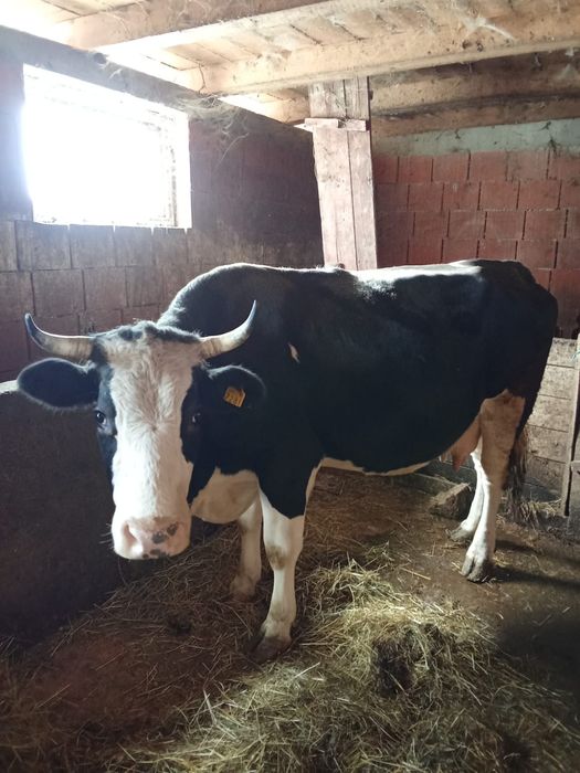 Vând vaca de 7 ani gestanta in 7 luni.