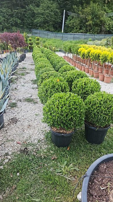 Arțar roșu japonez și alți copaci – livrare și montaj garantat