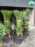 Lelendy spirale pon pon magnolia cedrus