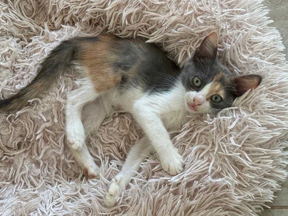 Adoptie pisicuta - ia ma acasa si te voi iubi neconditionat