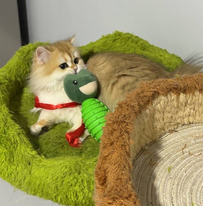 На продаже золотая шиншилла девочка