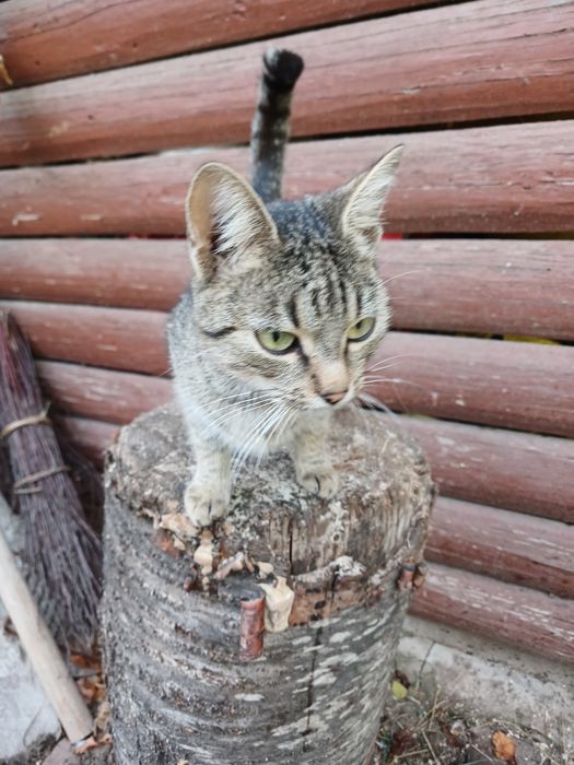 Ofer spre adopție un motan si o pisicuta