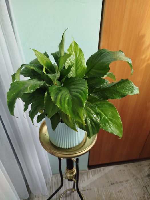 Продам комнатные цветы