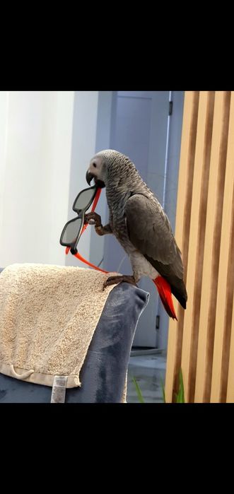 Papagal Jako(African gray) mascul 4 luni test ADN  foarte bland