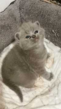 Vând pui British shorthir blue 6saptamani