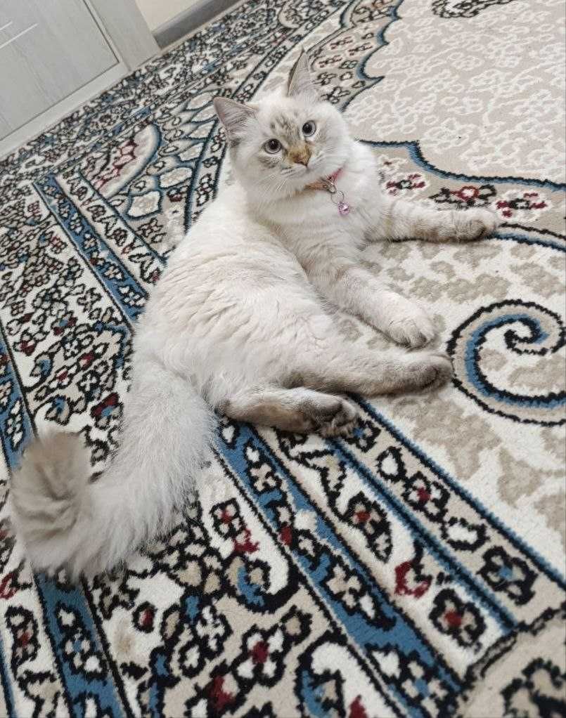 Mushuk ragdoll bonusi bilan
