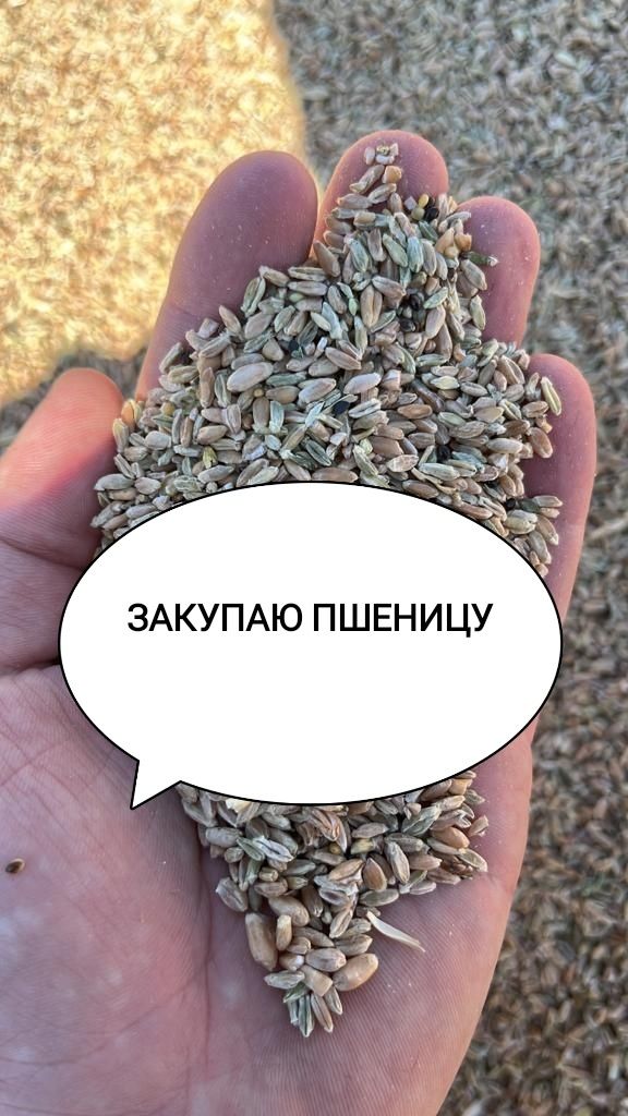 3акупаем Пшеницу, Ячмень, Лен