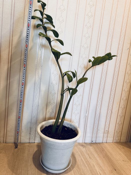 Замиокулькас денежное долларовое дерево комнатный для офиса гостиниц