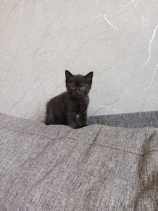 Отдам катенок бесплатно