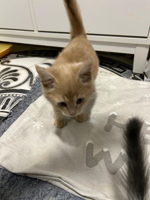 Отдам котенка мальчика 1.5 мес