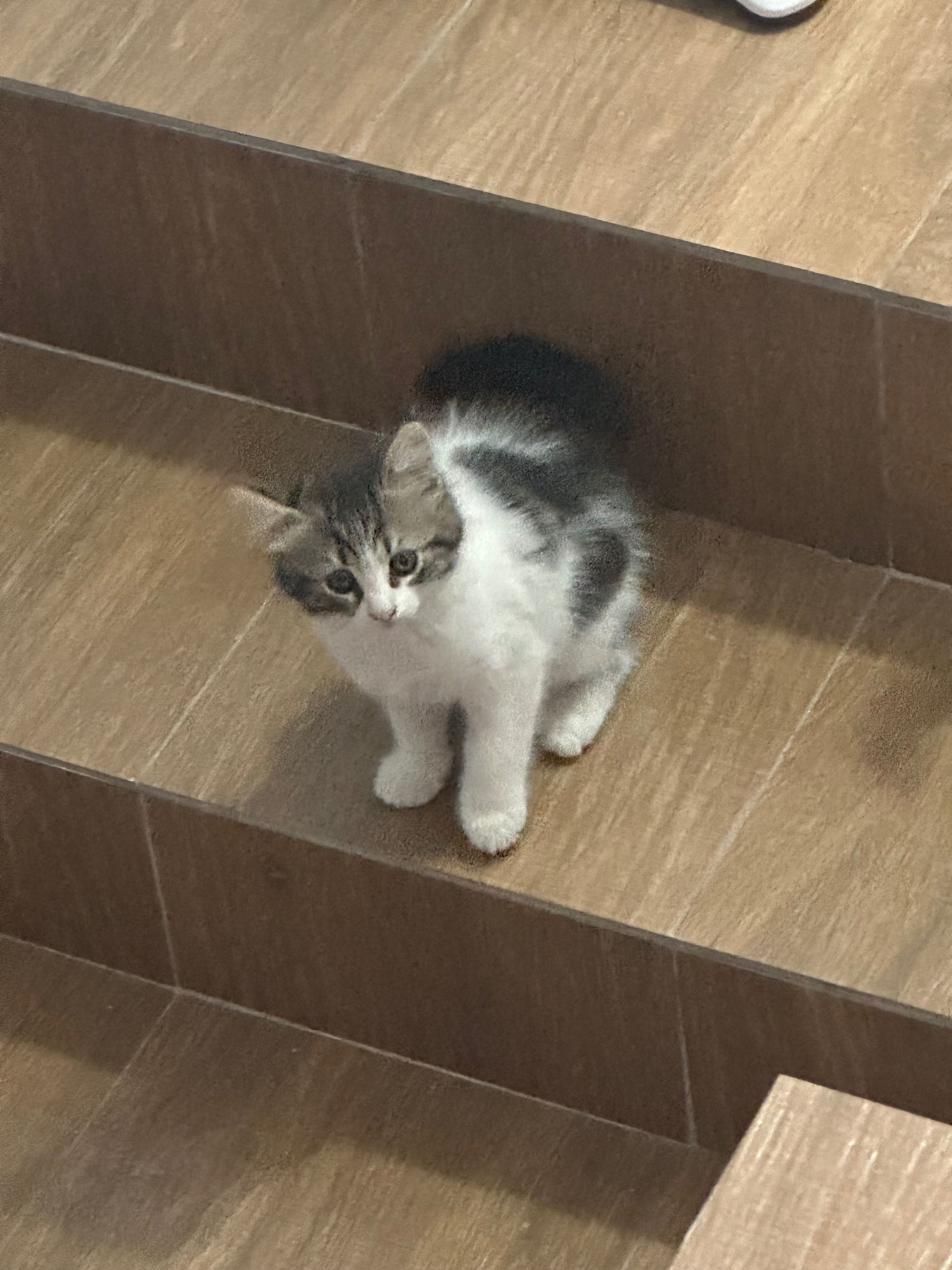 Подарявам малки котенца