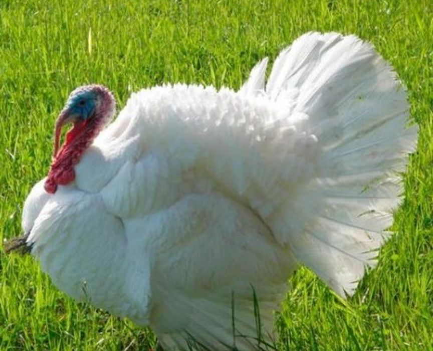 Продам индюков  .