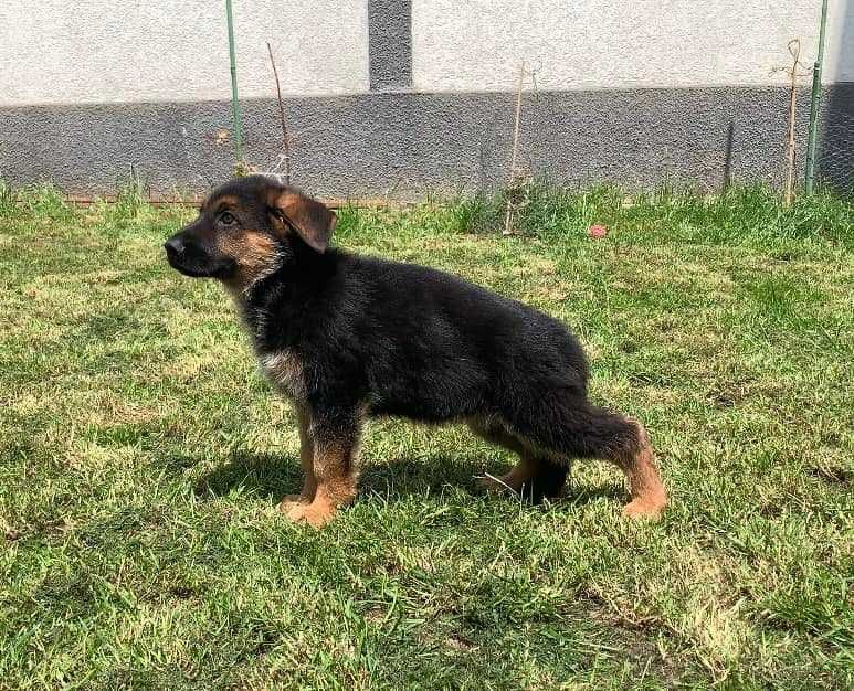 Mascul ciobanesc german cu pedigree