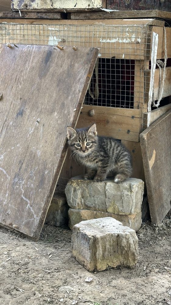 Двухмесячный котёнок